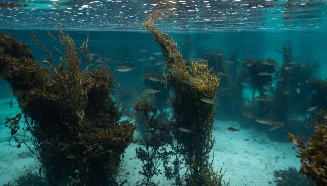 A Scandinavian startup called Pronofa has created an unusual alternative to ground beef.