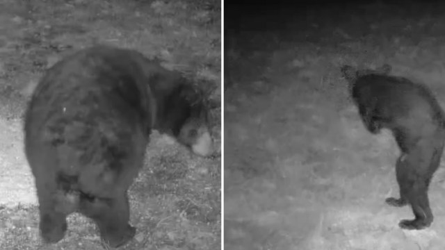 An outdoorsman who installed a trail camera in the woods of Western Virginia shared an update on one of the camera's most beloved stars: a two-legged black bear.