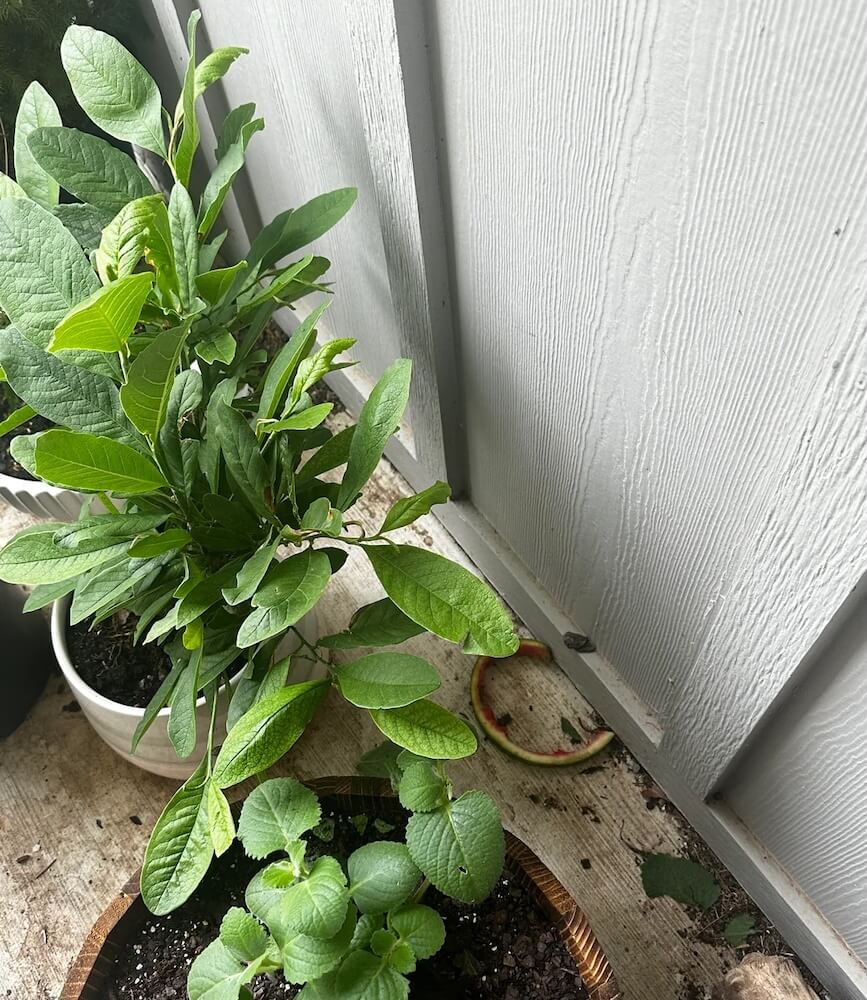 One Redditor shared how their upstairs neighbor was littering food scraps that ended up in the shared yard and even the OP's private garden space.