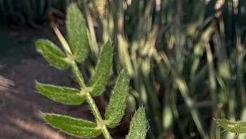 One Reddit user shared photos of a goatshead puncture vine, a notoriously stubborn invasive species known for its sharp, tire-flattening seed pods.