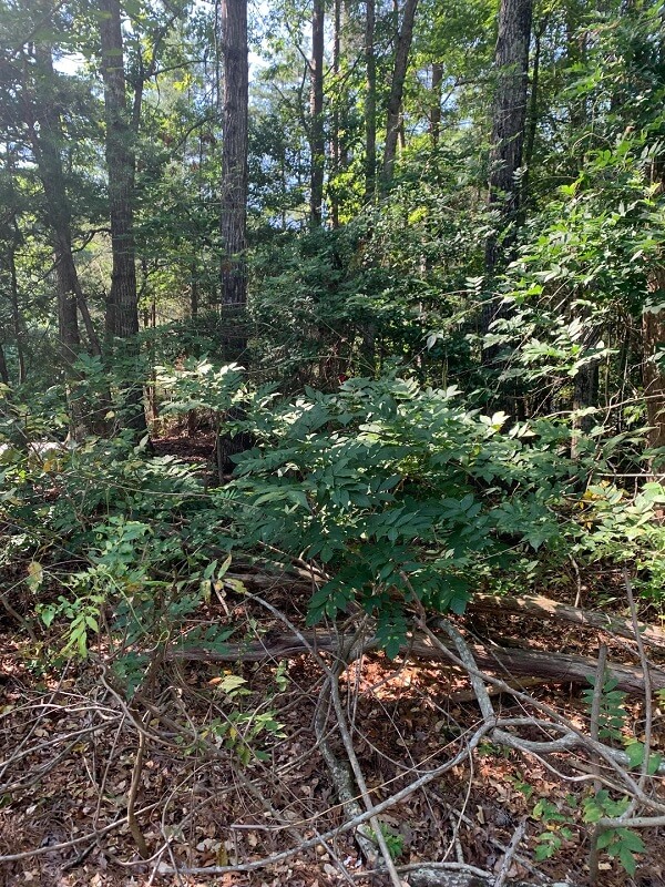 Trying to get rid of wisteria is a real battle, as one frustrated gardener explained on the r/invasivespecies subreddit.