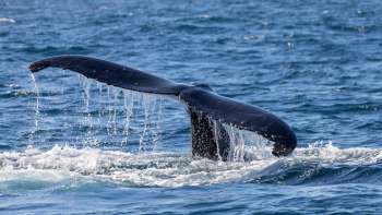 The latest report from the National Oceanic and Atmospheric Administration found that whale entanglements in U.S. waters increased significantly, particularly along the California coast.