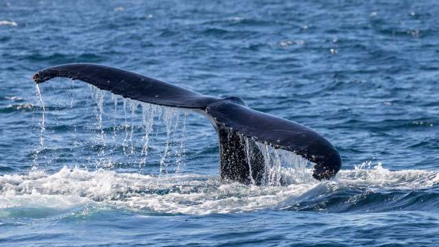 The latest report from the National Oceanic and Atmospheric Administration found that whale entanglements in U.S. waters increased significantly, particularly along the California coast.