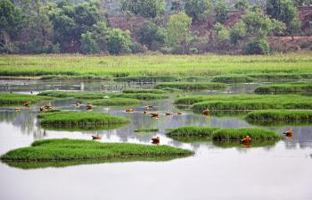 Bird enthusiasts in Assam, India, were delighted to spot a white-breasted waterhen in the Bajali wetlands.