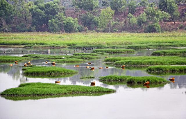 Bird enthusiasts in Assam, India, were delighted to spot a white-breasted waterhen in the Bajali wetlands.