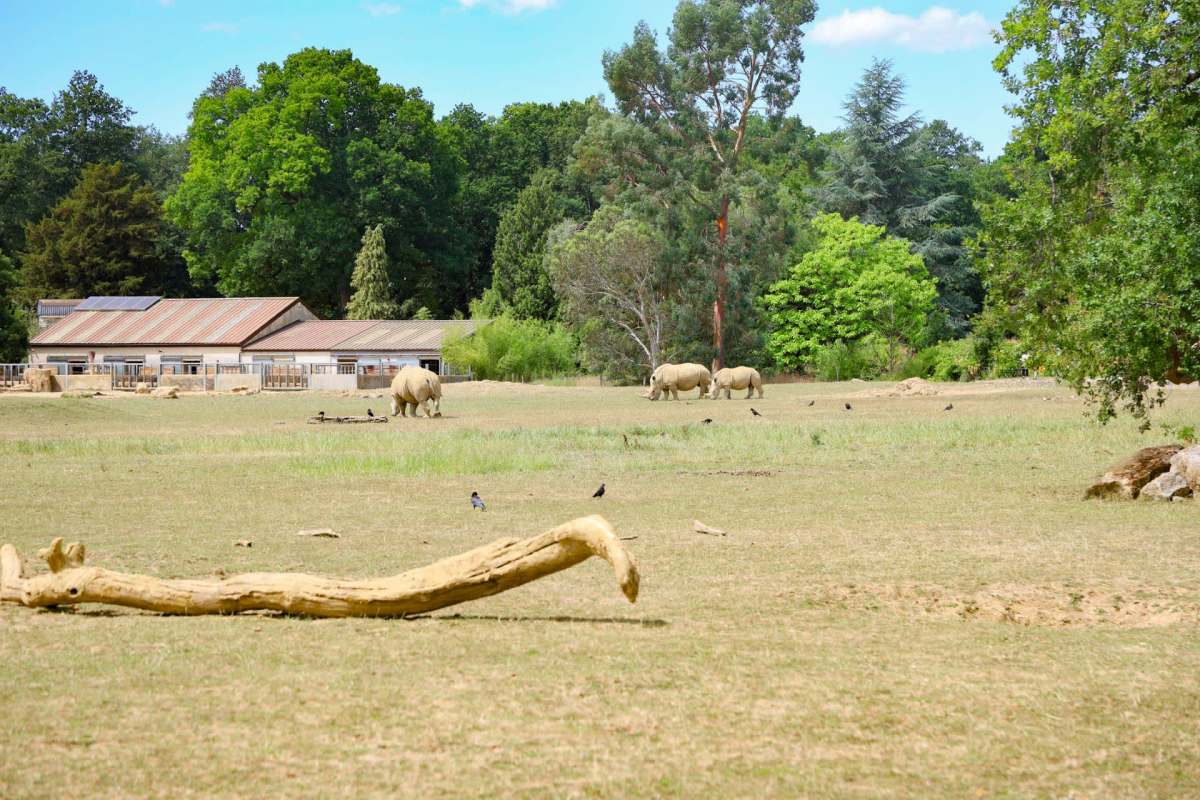 Staff at an English wildlife park recorded the birth of a rare white rhino on video.
