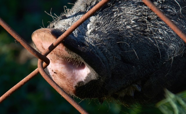 The Alberta government declared wild boars as agricultural pests and imposed new regulations on keeping them in captivity and hunting them in the wild.
