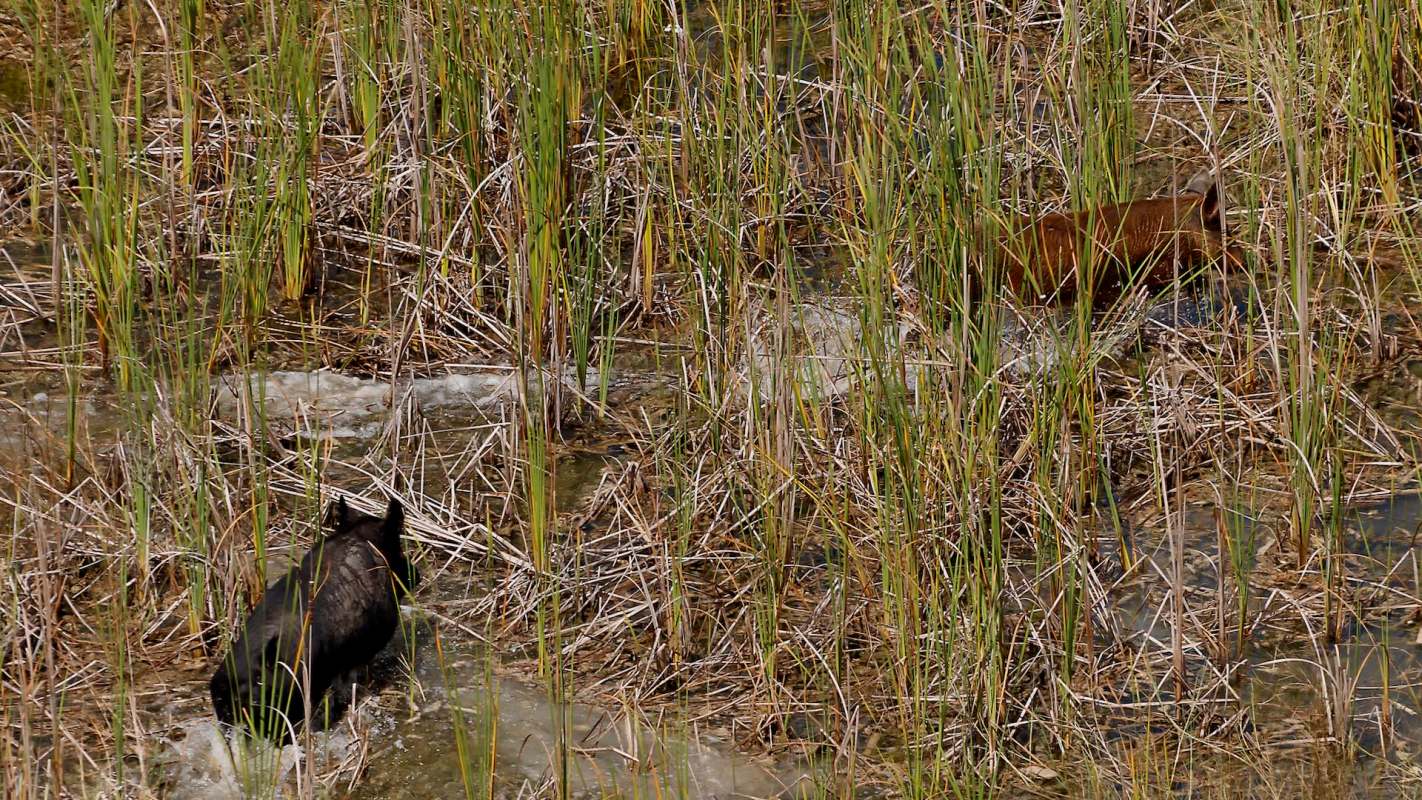 Invasive wild hogs appeared in three separate North Texas neighborhoods in mid-November, alarming residents.
