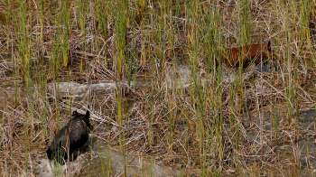 Invasive wild hogs appeared in three separate North Texas neighborhoods in mid-November, alarming residents.
