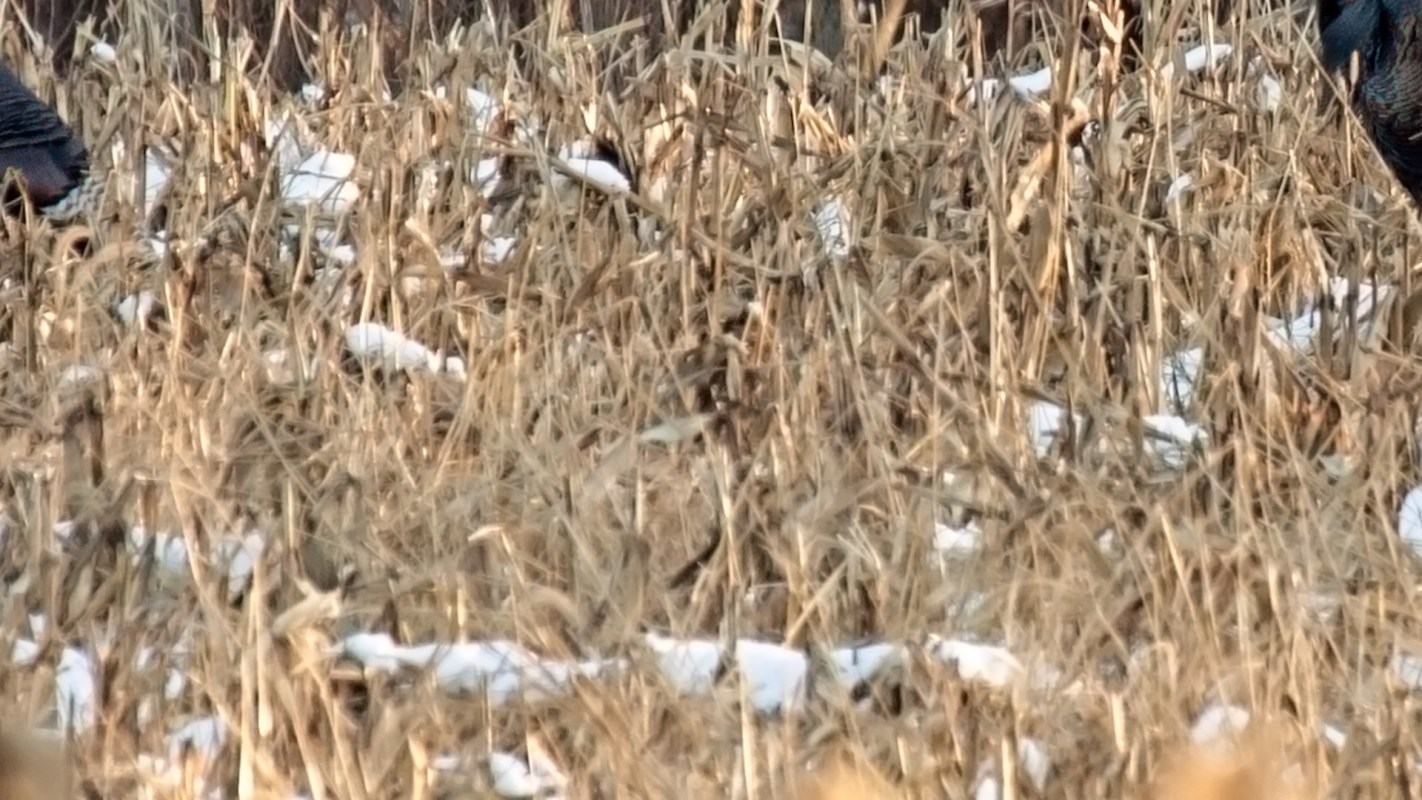 Wild turkeys are thriving across Illinois in what some wildlife experts have dubbed "one of the greatest conservation success stories."