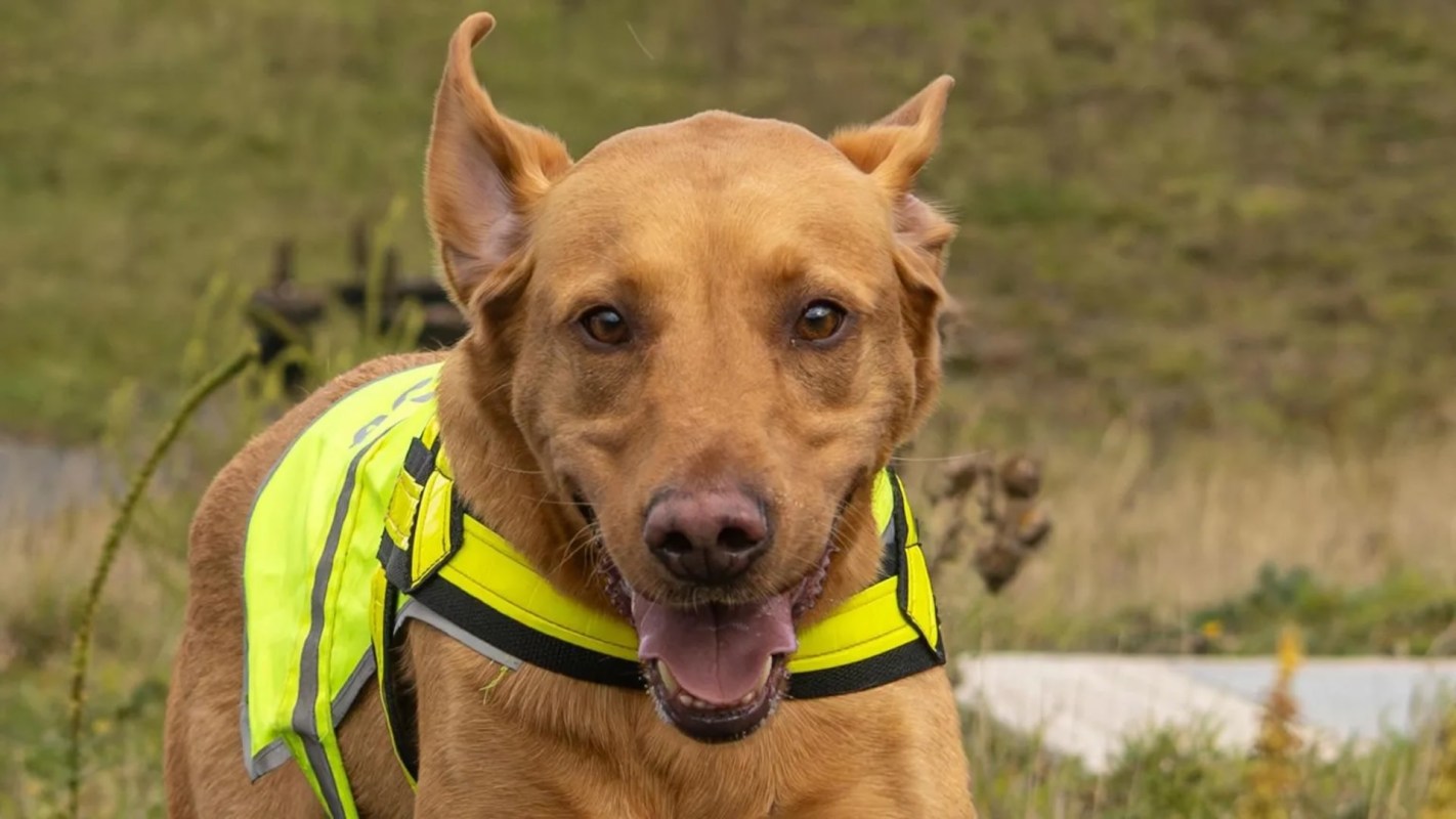 Northumbrian Water enlisted the help of Bracken, a four-year-old Labrador, trained to sniff out and protect vulnerable wildlife.