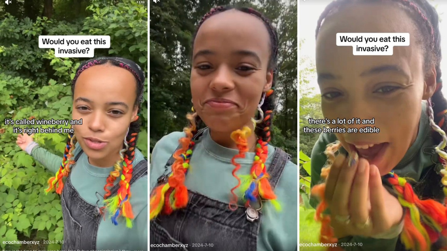 One gardener on TikTok revealed how you can snack on delicious wineberries while also helping out the local ecosystem.