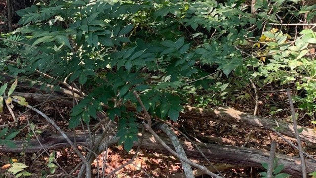 Trying to get rid of wisteria is a real battle, as one frustrated gardener explained on the r/invasivespecies subreddit.