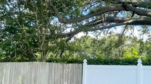 One woman saw a woodpecker for the first time in her backyard — and the video is breathtaking.
