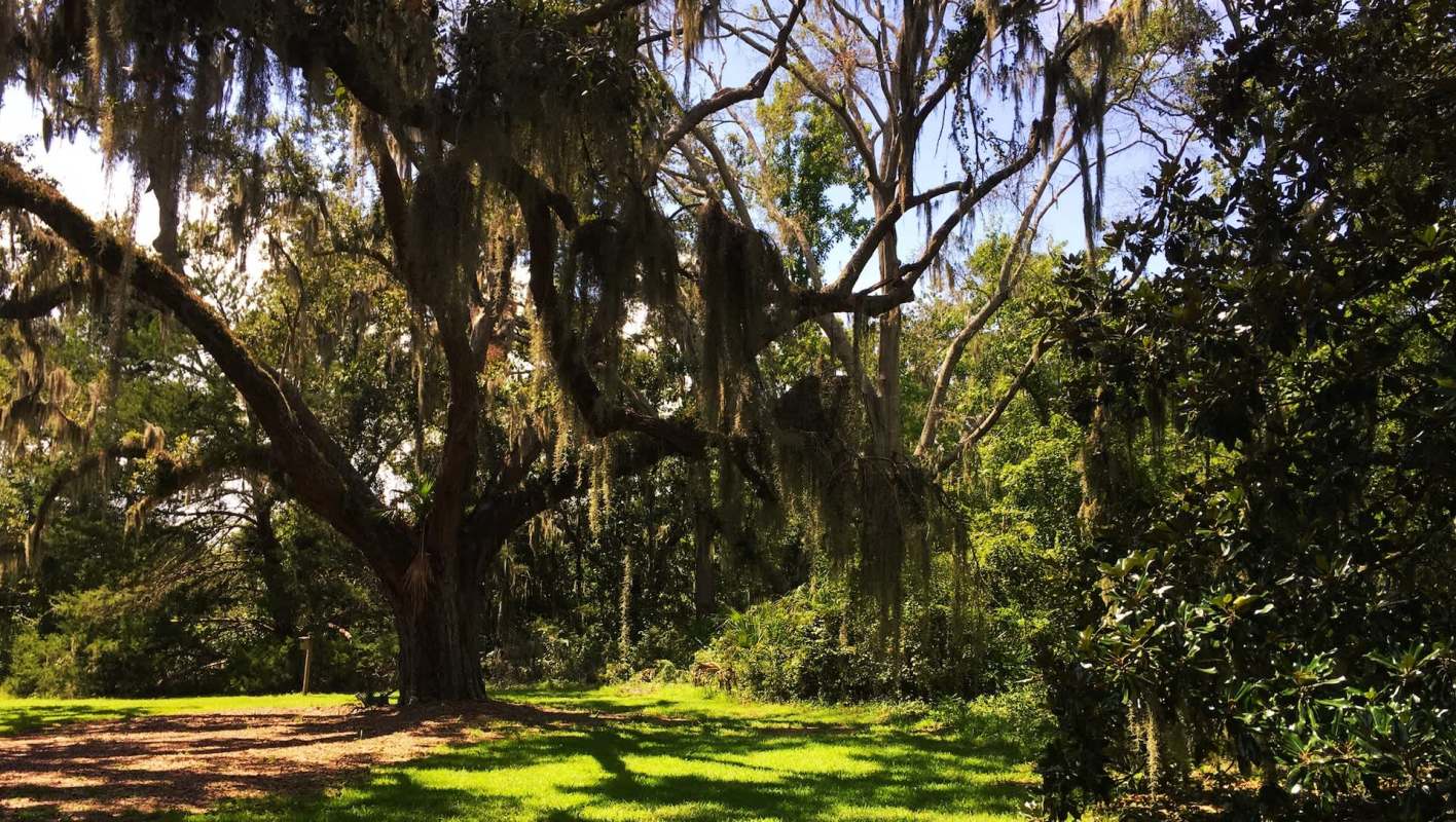 Local residents spotted a massive yellow-legged hornet nest in Beaufort Park, 60 feet up in a tree.