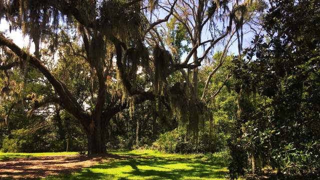 Local residents spotted a massive yellow-legged hornet nest in Beaufort Park, 60 feet up in a tree.
