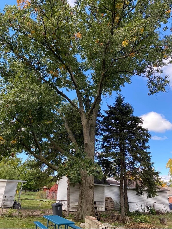 One Redditor shared how their neighbor trespassed on their property and cut down several evergreen trees.