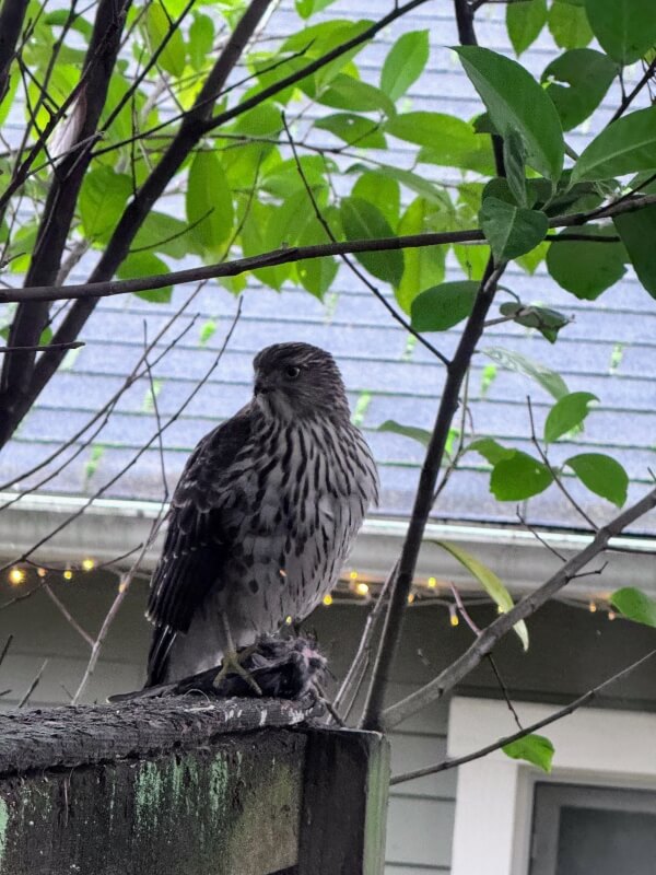When a Redditor got an unexpected visit from a Cooper's hawk, it prompted a discussion on attracting wildlife to one's yard.