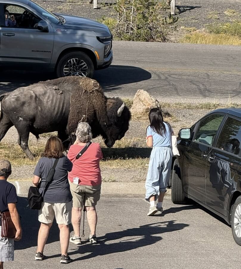 A bystander in Yellowstone shared photos of park visitors getting too close to a bison and risking harm to themselves and the animal.