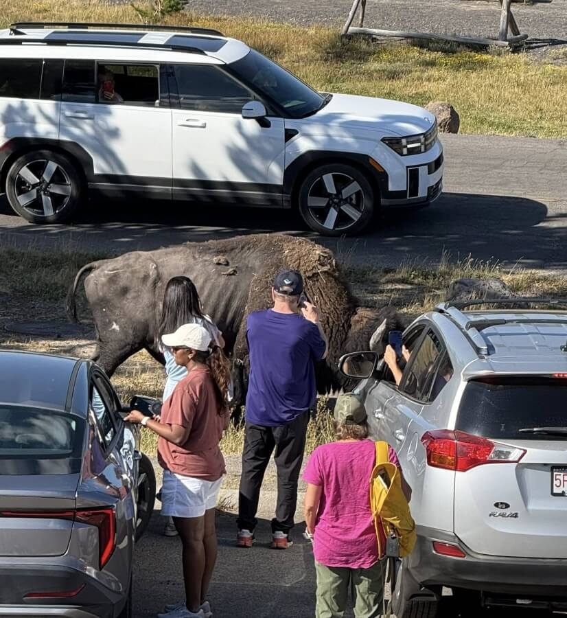 A bystander in Yellowstone shared photos of park visitors getting too close to a bison and risking harm to themselves and the animal.