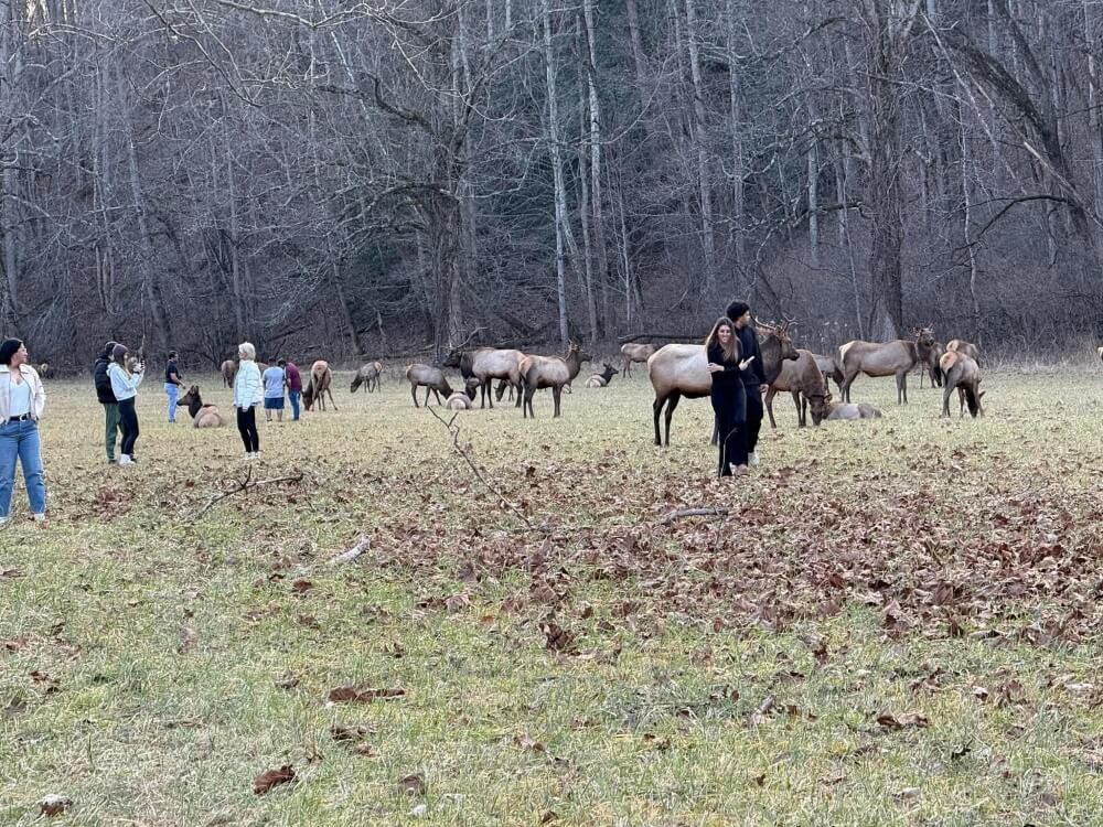 While Yellowstone National Park is a popular tourist destination, some revelers chose to act foolishly. A picture of visitors too close to elk has stirred outrage online.
