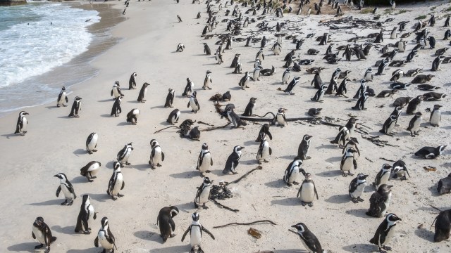 The high mortality rate of penguins in South Africa has been narrowed down to a single shocking culprit.