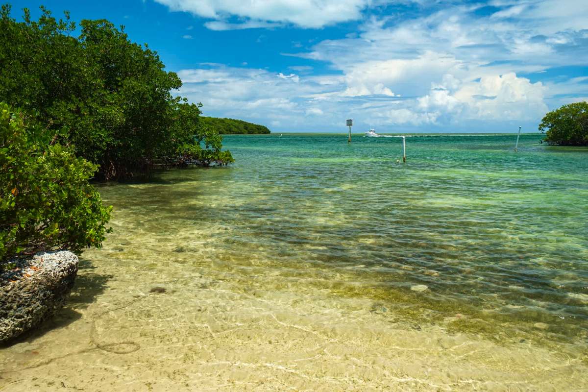 Officials were devastated when an American crocodile was found with a fishing spear lodged in its head.