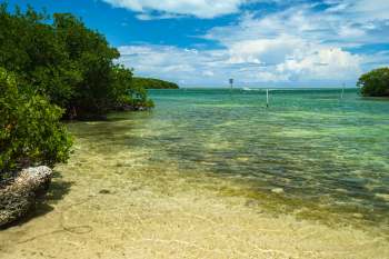 Officials were devastated when an American crocodile was found with a fishing spear lodged in its head.