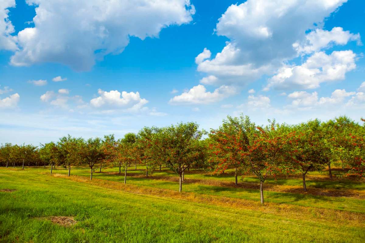 American kestrels are a declining species that is remarkably helping to protect cherries in Michigan's orchards.