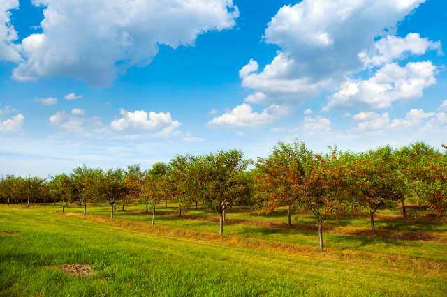 American kestrels are a declining species that is remarkably helping to protect cherries in Michigan's orchards.