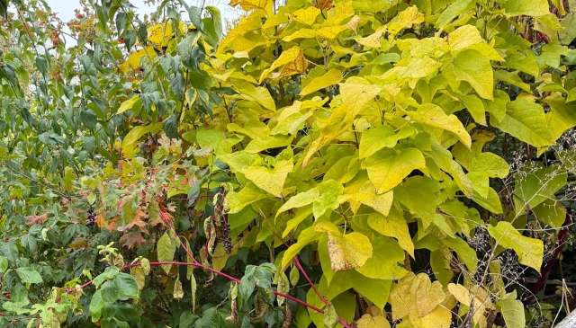 One Xavier University student shared troubling photos of Amur honeysuckles, revealing the extent of the invasive species' problem on their campus.