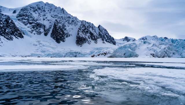 Arctic seals are in trouble as rapidly rising temperatures continue to decimate their sea ice habitats.