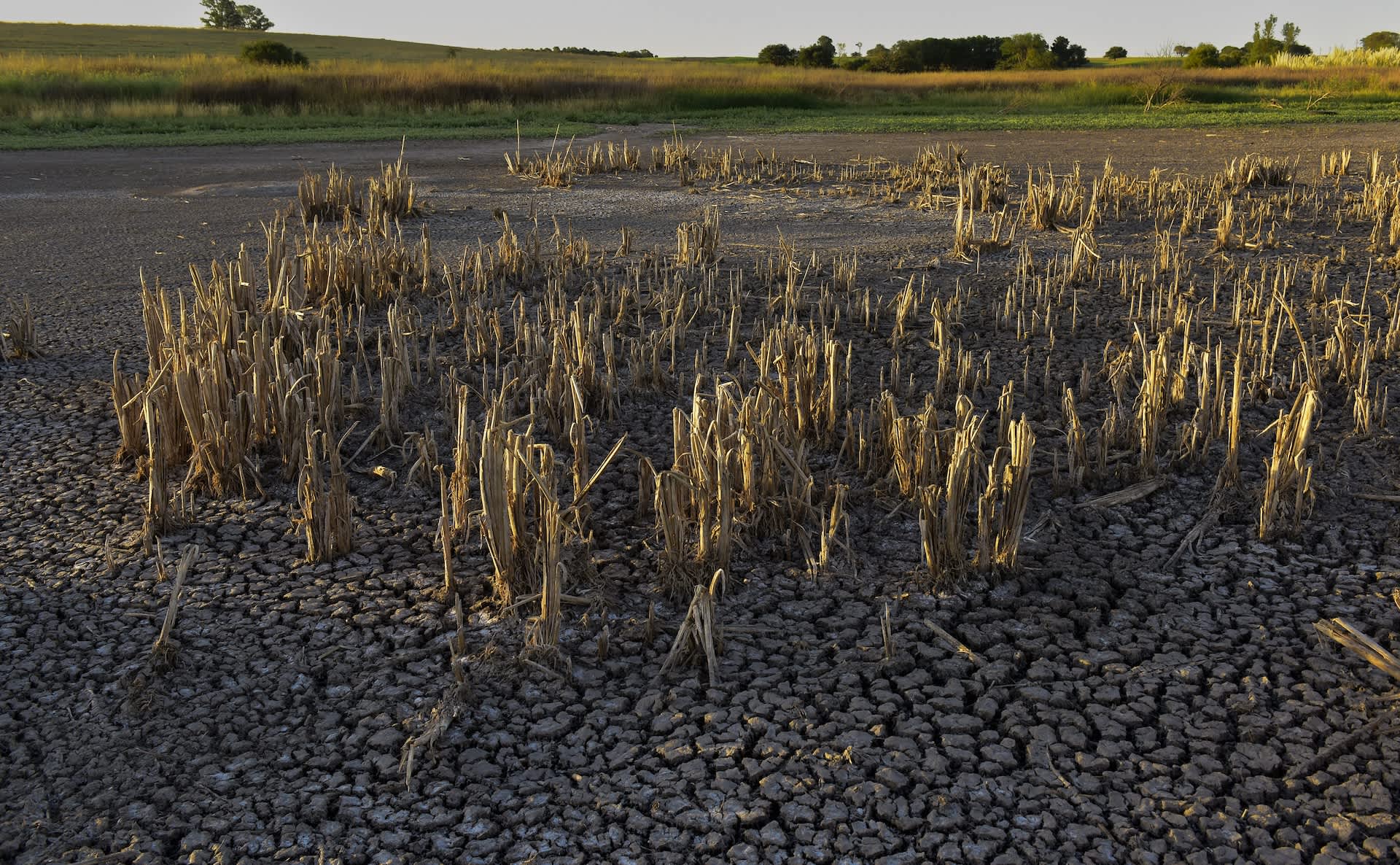 Farmers sound alarm as key crops become increasingly difficult to grow: '[An] infernal crisis'