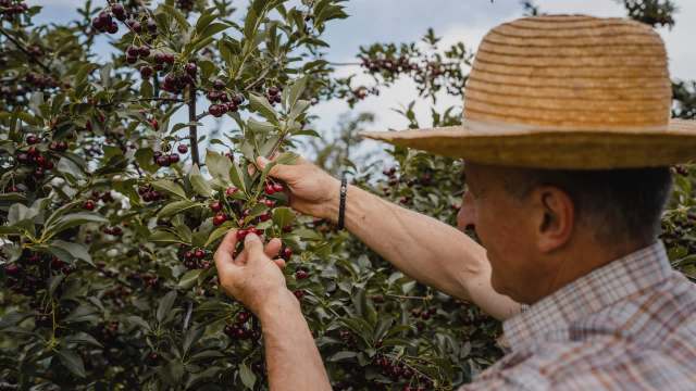 Argentine cherry growers are facing a challenging season with severe rain and hailstorms.