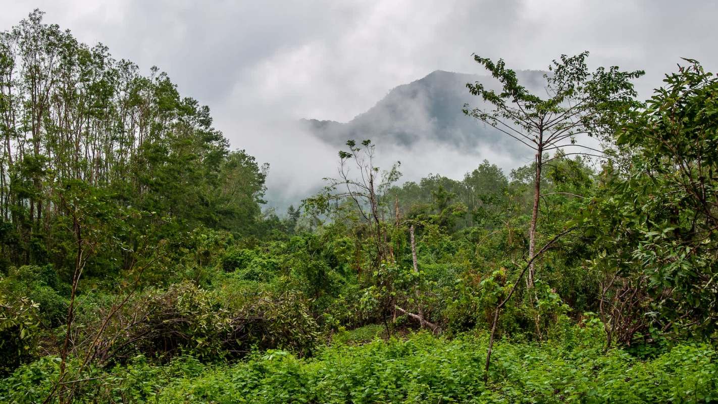 Trail cameras in Pu Hoat Nature Reserve in Vietnam recently recorded the elusive Asian golden cat for the first time, marking a significant conservation milestone.