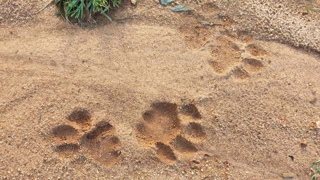 A viral video of an Asiatic lion calmly walking through one of India's most sacred pilgrimage sites has sparked an online conversation.
