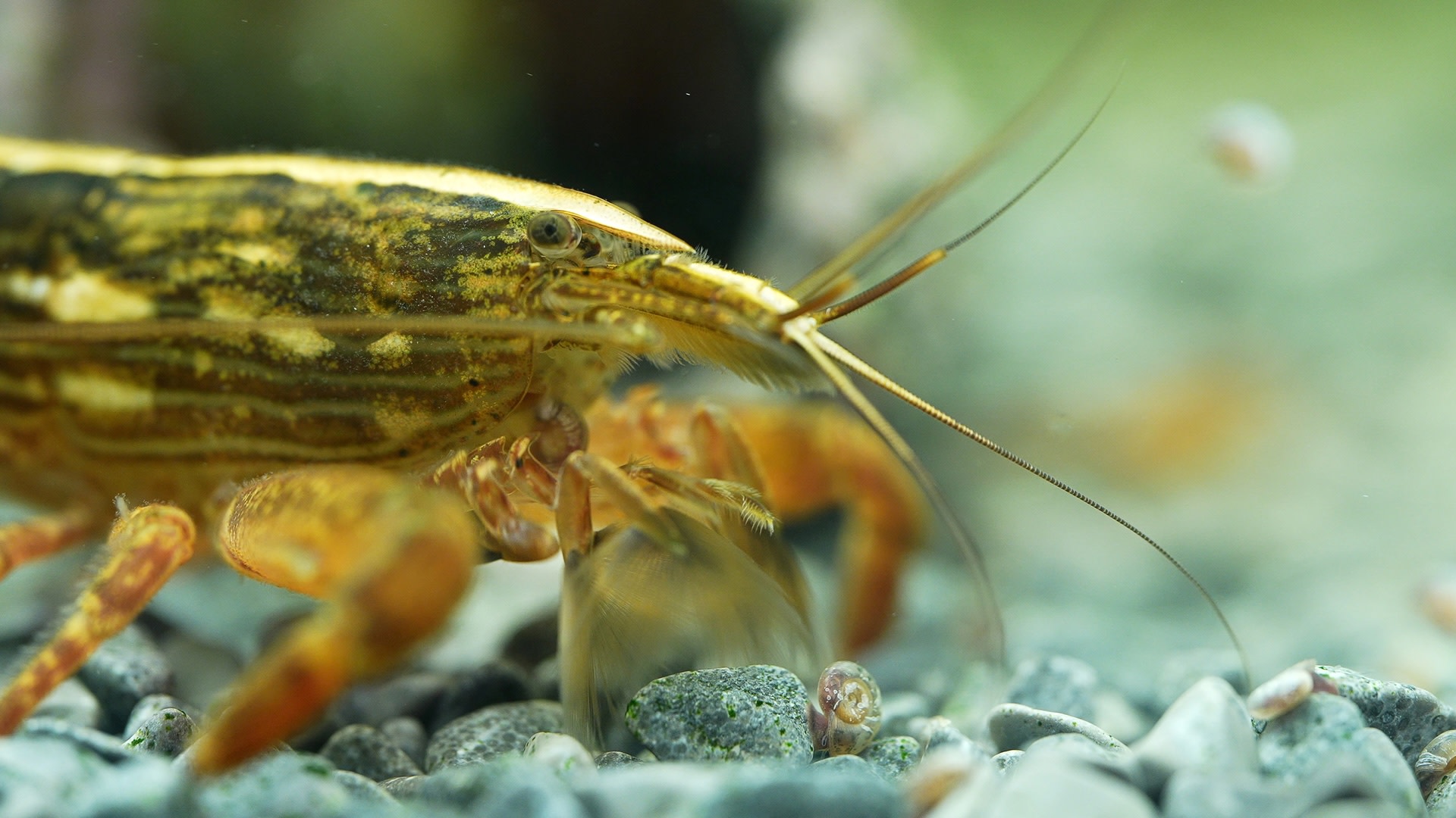 Researchers stunned after spotting unique creatures not seen in over 70 years — here's what's happening