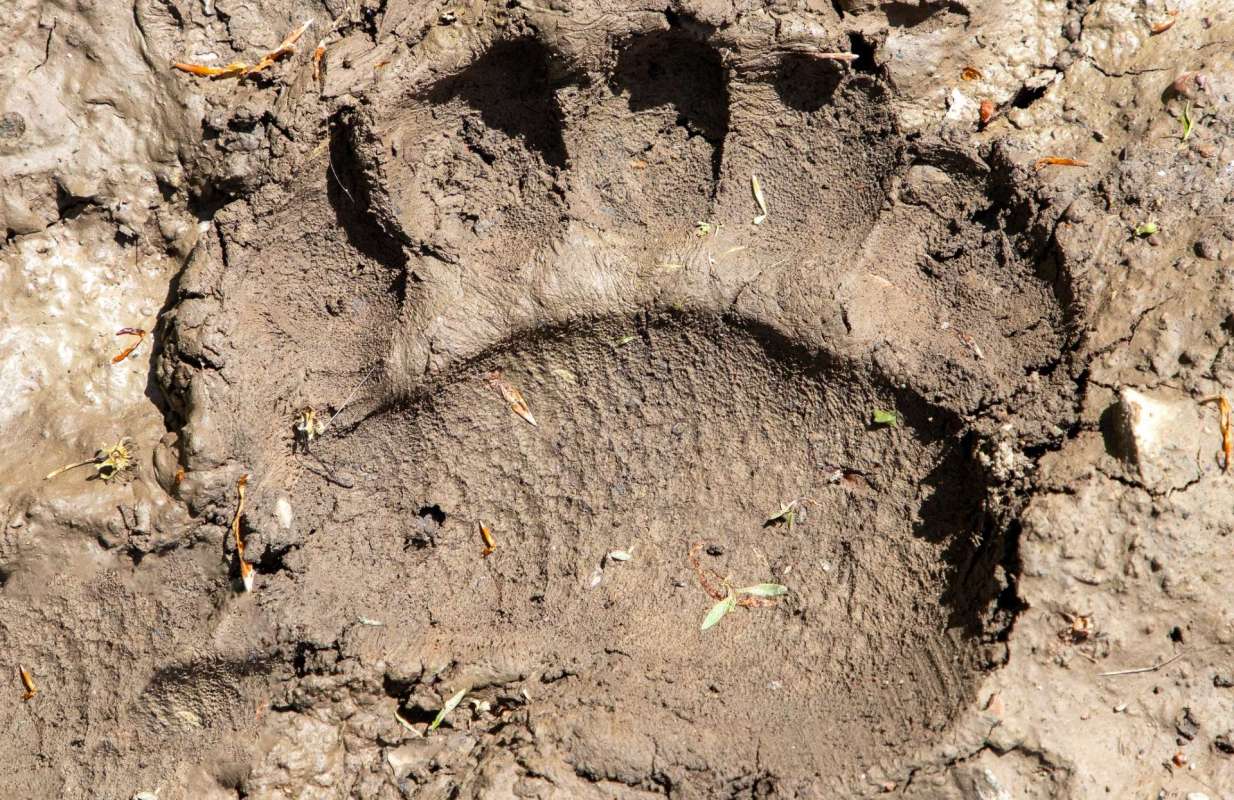 Apennine brown bears living near villages in Central Italy have evolved to have smaller bodies and display less aggressive behavior.