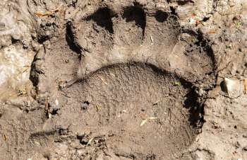 Apennine brown bears living near villages in Central Italy have evolved to have smaller bodies and display less aggressive behavior.