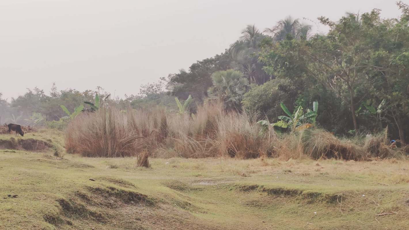 Beanibazar in Bangladesh has gone quiet as migratory birds, who once graced the wetlands during migration, have vanished.