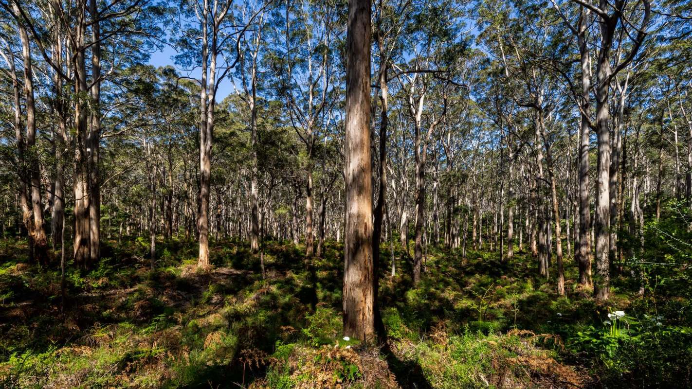A dumped trailer's load of waste in Beerburrum State Forest led to fines and a renewed call for environmental accountability.