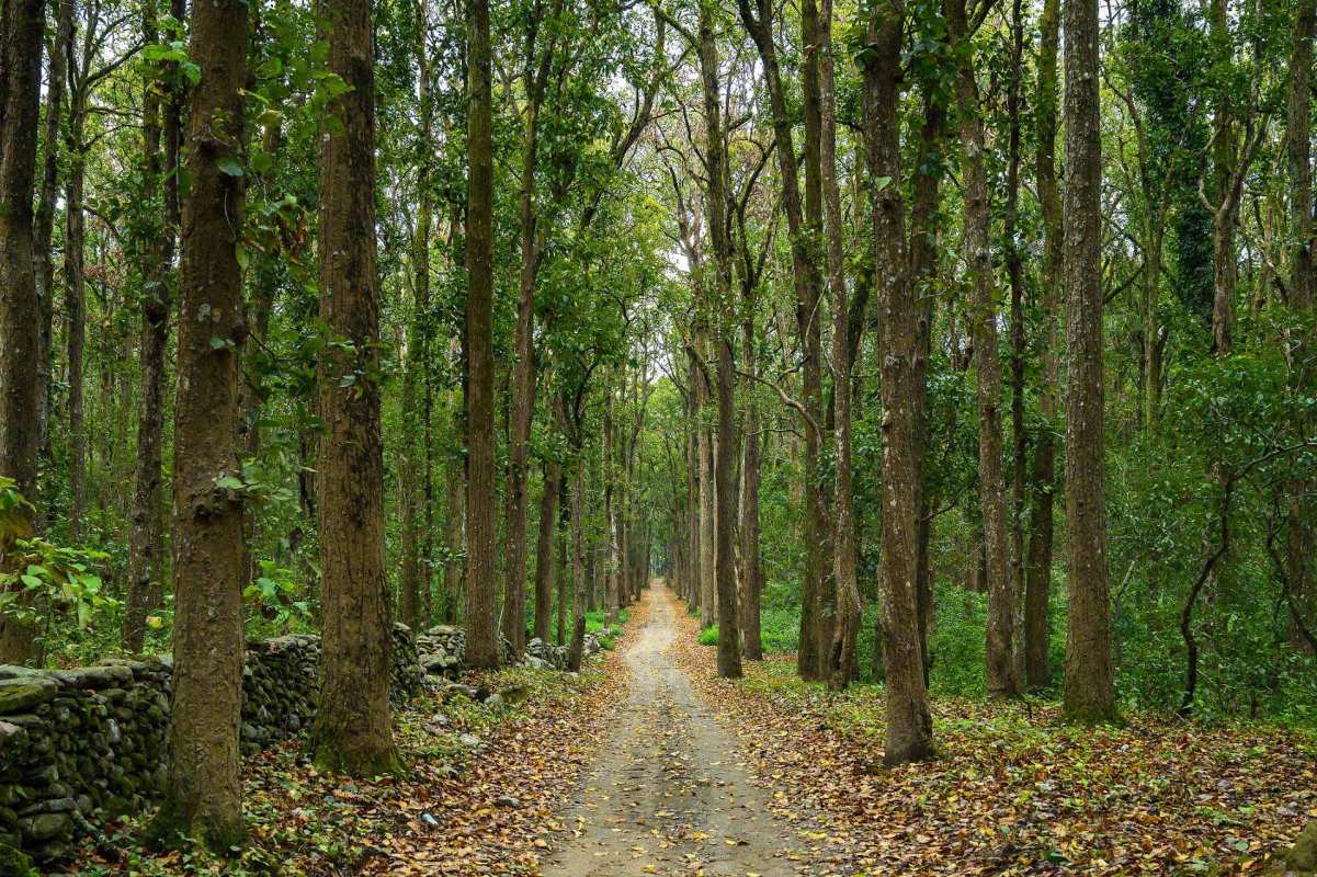 The discovery of a Royal Bengal tiger in India's Arunachal Pradesh state is a hopeful sign that conservation efforts are working.