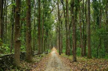 The discovery of a Royal Bengal tiger in India's Arunachal Pradesh state is a hopeful sign that conservation efforts are working.