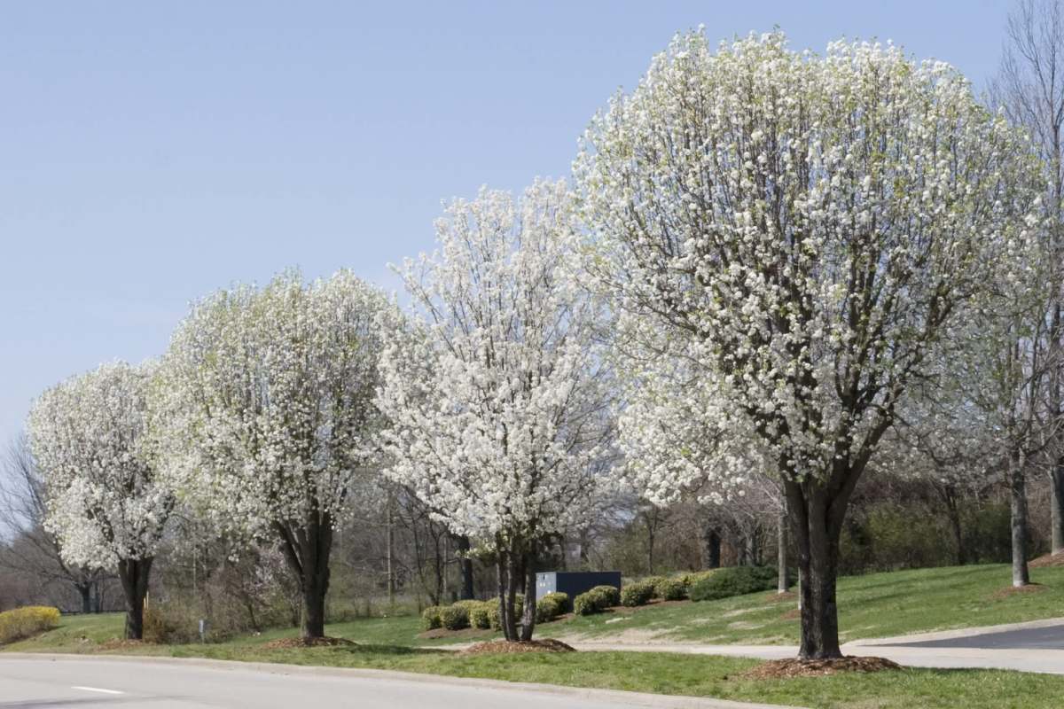 South Carolina's residents are getting help combatting a major invasive plant: the stinky, dangerous Bradford pear.