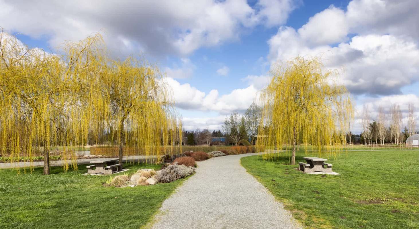 Langley City's residents are dealing with invasive Chafer beetles that have caused heavy damage to green public areas.