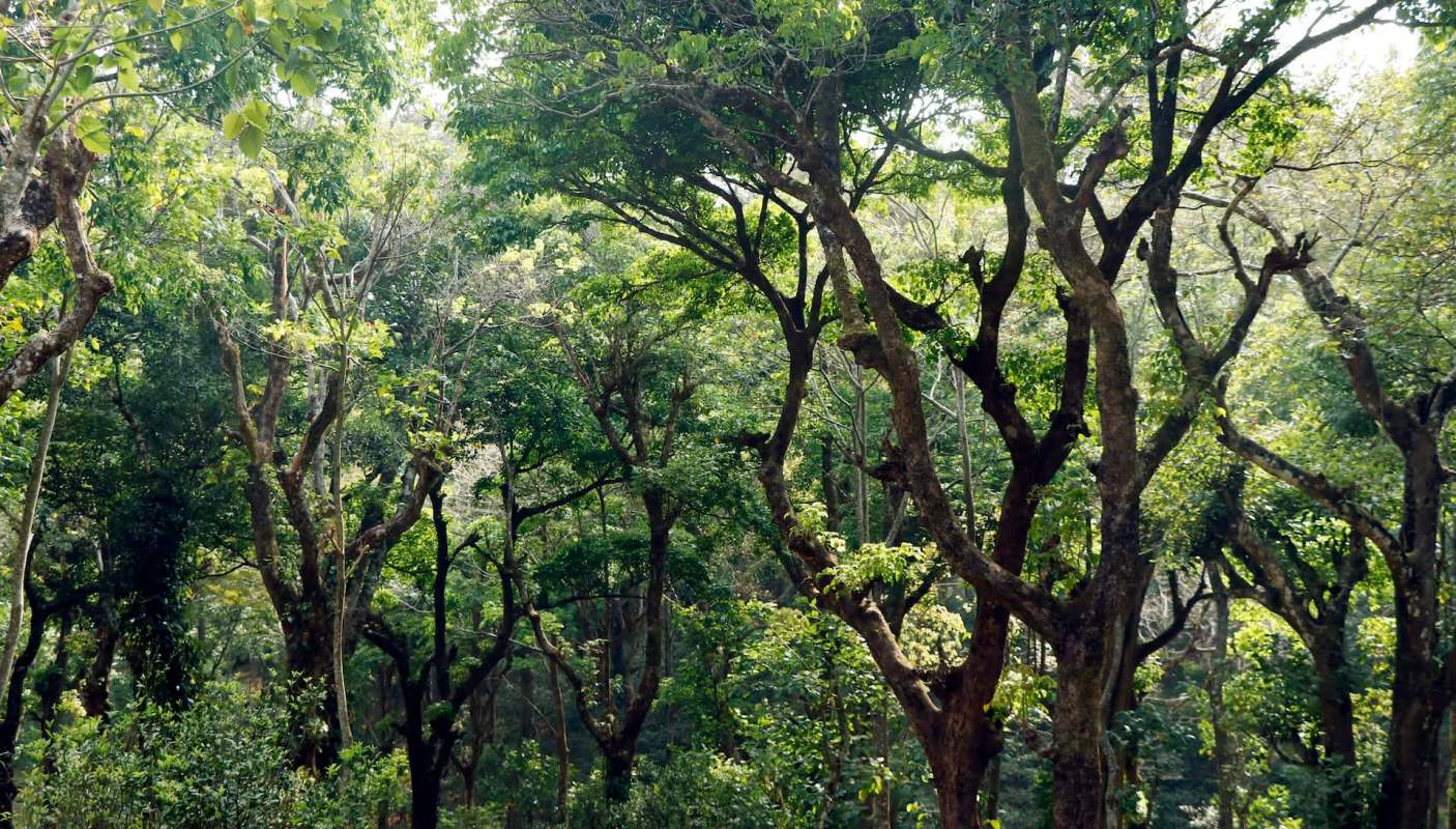 Trail camera footage recently captured a larger Clouded leopard specimen roaming through the Kakoi Reserve Forest.