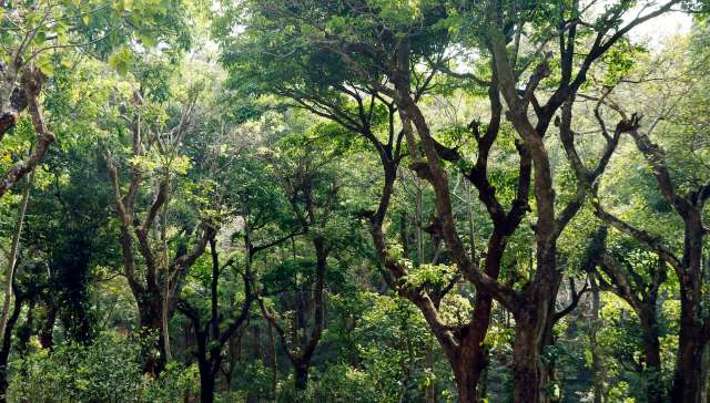 Trail camera footage recently captured a larger Clouded leopard specimen roaming through the Kakoi Reserve Forest.