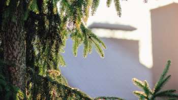 When a Redditor got an unexpected visit from a Cooper's hawk, it prompted a discussion on attracting wildlife to one's yard.