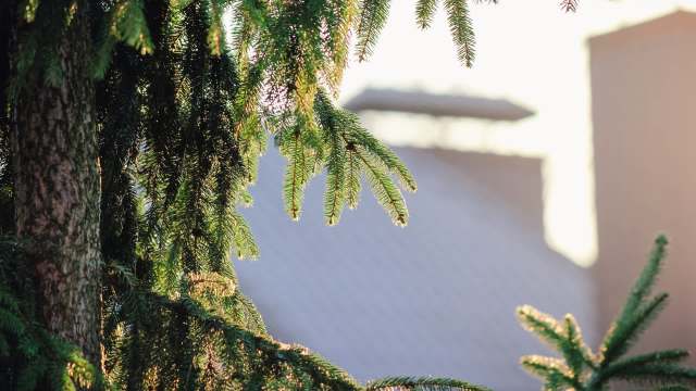 When a Redditor got an unexpected visit from a Cooper's hawk, it prompted a discussion on attracting wildlife to one's yard.