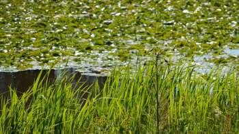 Scientists in Sussex County, Delaware, are sounding the alarm about the loss of one of the Delaware fens, Cherry Walk Fen, a freshwater wetland near the coast.